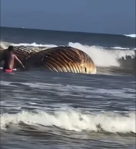 Chocante! Baleia Gigante surge na Praia Grande